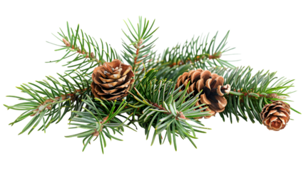 pine branch with needles and cones isolated on a transparent background