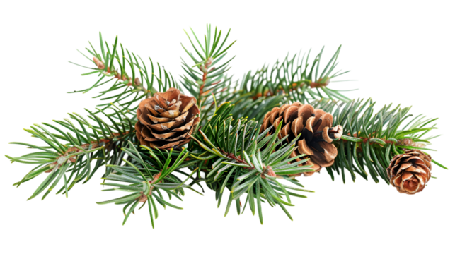 pine branch with needles and cones isolated on a transparent background