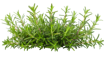 rosemary bush isolated on a transparent background