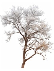 Frost-covered trees in winter, isolated white background, copy space left for text