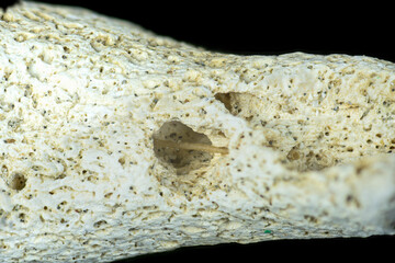 Beach coral close up showing tubes created inside the coral by living creatures