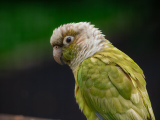 Jakarta - Taman Mini, 29 January, 2024; conure bird with detail and blur background