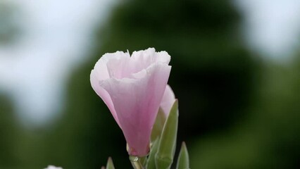 Tokyo,Japan - May 22, 2024: Pink godtia amoena flowers in a garden