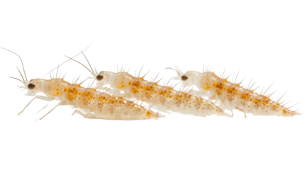 Caddisflies, aquatic larvae isolated on a transparent background