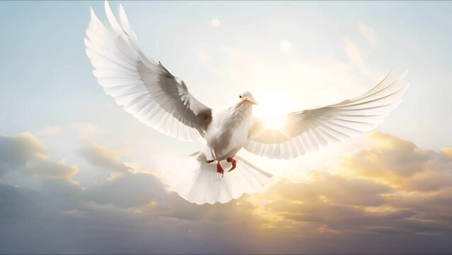 White doves flying isolated on white background , Hope and freedom concept.