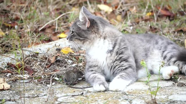 Cat playing with mouse. A grey and white cat exhibits natural instincts as it plays with a mouse in a garden, showcasing feline behavior in an outdoor setting.