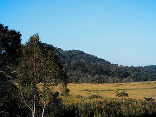 View of meadows on the mountains in the morning, good atmosphere.  
