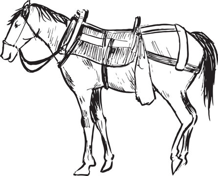 An ink sketch of a horse with a saddle, a breastplate and a headcollar. Animal vector drawing. Black and white isolated ink illustration. 