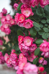 Fototapeta premium 薔薇