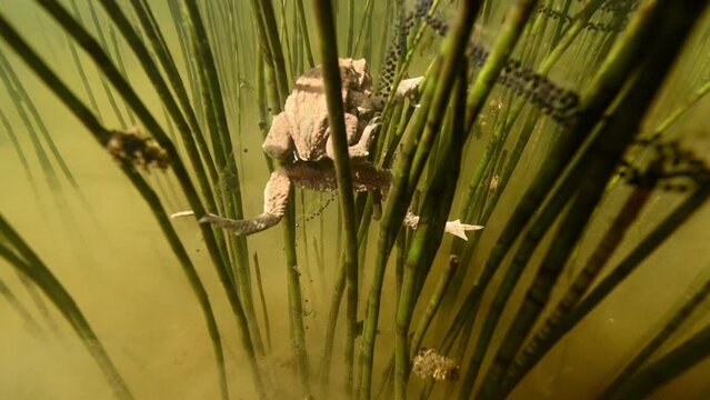 Two toads mating underwater in pond grass. String of eggs weaving through grass