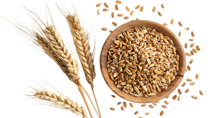 Organic peeled spelt grains and ear isolated on a transparent background