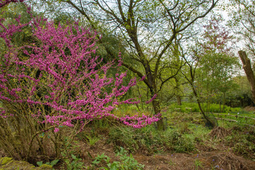 Fototapeta premium A purple bush is in the foreground of a field. The bush is surrounded by grass and trees