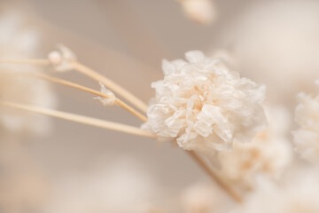 Dry light small white gypsophila romantic  flower for a poster or wedding invitation macro with...