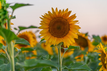 Field sunflowers in the warm light of the setting sun. Summer time. Concept agriculture oil production growing.