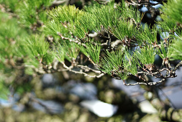 The leaves of the Japanese pine trees catch the morning sunlight.(Select focus)