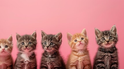 Pink with adorable kitten faces, copy space