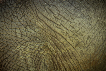Wrinkled African elephant skin background