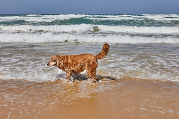 English Cocker Spaniel dog is standing on the sandy beach near the ocean