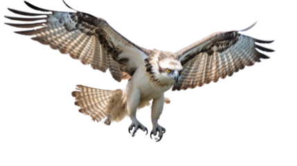 eagles, ospreys, and vultures soar through the sky with powerful wings isolated on transparent and white background.PNG image.	