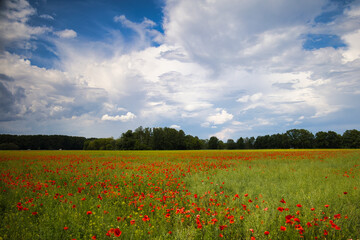 Feld mit Mohn
