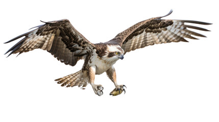 eagles, ospreys, and vultures soar through the sky with powerful wings isolated on transparent and white background.PNG image.	