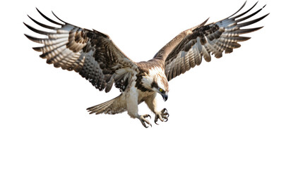 eagles, ospreys, and vultures soar through the sky with powerful wings isolated on transparent and white background.PNG image.	