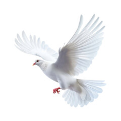 Fototapeta premium A white pigeons flying isolated on transparent background.