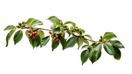 Coffee tree branch with green leaves and unripe coffee fruits or coffee cherries isolated on transparent and white background.PNG image.