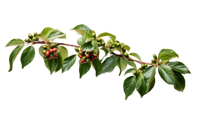 Coffee tree branch with green leaves and unripe coffee fruits or coffee cherries isolated on transparent and white background.PNG image.
