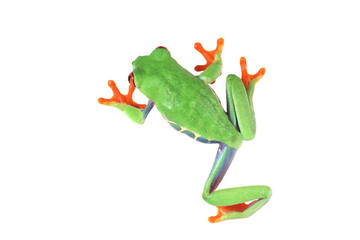 Red-eyed tree frog on isolated background, red-eyed tree frog (Agalychnis callidryas) closeup