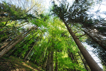 Dramatic shots of tall trees in the forest showcase how beautiful nature can be.