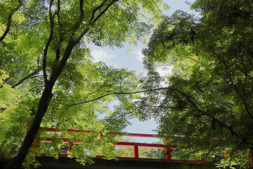 京都　新緑の青もみじと赤い橋