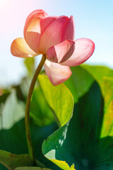A pink lotus flower sways in the wind. Against the background of their green leaves. Lotus field on...