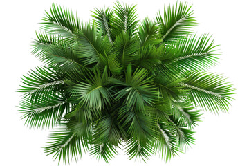Aerial View of Palm Tree on White Background