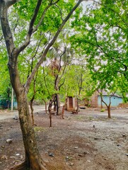 tree in the village