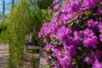 Pink rhododendron flowers blooming in spring