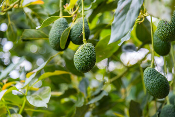 Avocados fruit at avocado trees plantations organic farm.