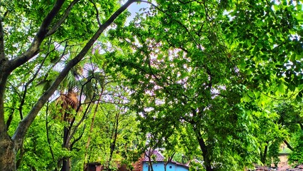 Forest