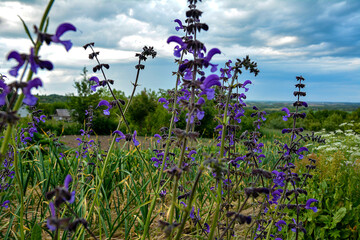 Blooming plant of meadow clary or sage with purple flowers, Salvia pratensis