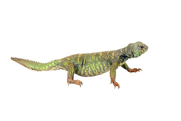 Uromastyx ornata closeup on isolated background
