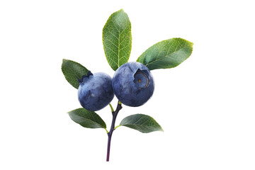 Fresh blueberries with leaves Isolated on white background