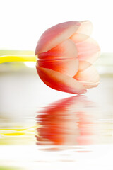 Single tulip with a water reflection