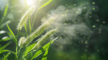 "緑の季節にイネ科の植物の花粉が飛散している."