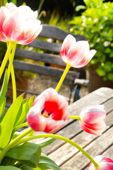 Fresh tulips in a garden