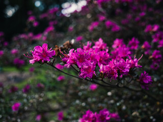 Obraz premium Pink flowers in the garden