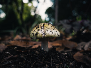 mushroom in the forest