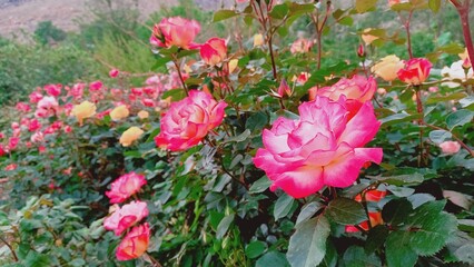 blooming roses with colorful pink, red, white, yellow in a botanical rose garden of spring,