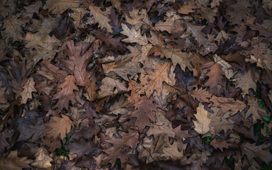 Autumn leaves