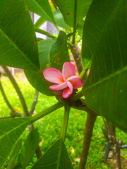Pink Temple Flower with leaf.