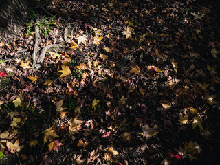 autumn leaves on the ground